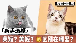 新手养猫，美国短毛猫和英国短毛猫哪个更好养？？Why is British Shorthair More Popular than American Shorthair?