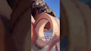 Have You Ever Seen People Eat Frozen Raw Fish  #delicous #food #streetfood #fyp