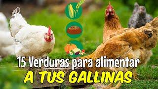 15 VERDURAS que puedes darles a tus GALLINAS 