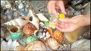 Various giant pearl snails gather on the beach. A large number of seafood appear at night.