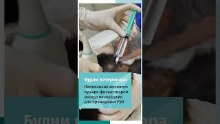 " Санация мочевого пузыря у кота с использованием УЗИ датчика при мочекаменной болезни! 