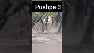 Puspa 3 trailer #short #pushpa