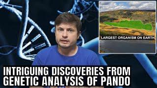 Major Discoveries From DNA Analysis of Pando, Largest Organism on Earth