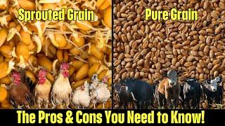 Sprouted Grain vs Pure Grain | Which is Better for Your Livestock