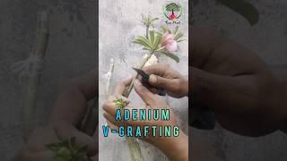 how to easily graft Adenium using V-grafting technique #grafting