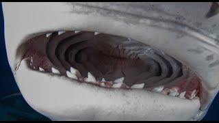 SHARKS EVERYWHERE! Tiger Sharks, Bull Sharks, Lemon Sharks & Caribbean Reef Sharks. Tiger Beach 2024