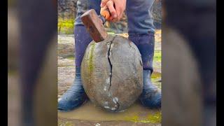 Opening Prehistoric Secrets: Insane Fossil Finds You Won't Believe!