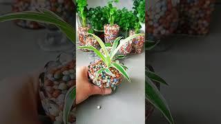 Good idea plants spider flower in cup so beautiful #diy #gardening #home #plants #flowers