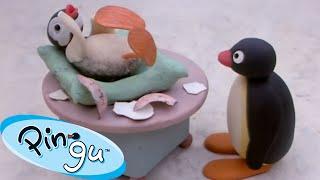 Pingu's Little Sister, Pinga!  | Pingu - Official Channel | Cartoons For Kids