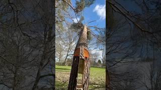 Felling technique #outdoorwork #woodscraft #woodwork #wood #chainsaw #farming #diy #carpentry