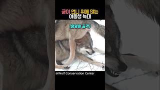 굳이 언니 위에 앉는 여동생 늑대 #동물 #늑대 #가족