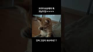 고양이 세수 본적 있어??ㅎㅎㅎ #브숏 #고양이영상