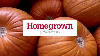 Homegrown | How to Pick and Keep the Perfect Pumpkin