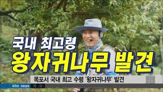 황호림 KBC 730 왕자귀나무