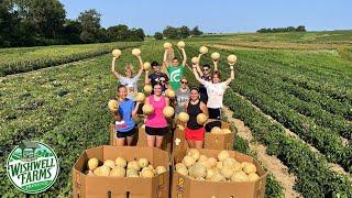 CANTALOUPE CRAZE:  TEENS TAKE ON A HUGE HARVEST!