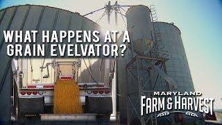 What Happens at a Grain Elevator? | Maryland Farm & Harvest