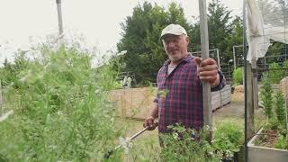 Assessing The Moisture In My Raised Garden Beds