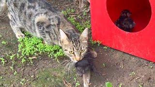 Mother cat adopts orphaned kitten, it will be good for your heart