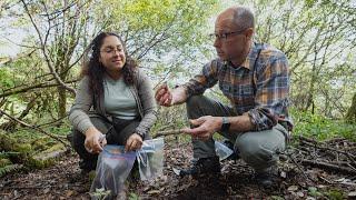 Stanford scientists tap into the fungal network