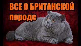 №159 Все о британской породе кошек (#британские #кошки #happy #cats)