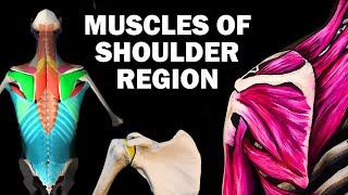 UPPER LIMB MUSCLES (2/6) - SHOULDER REGION