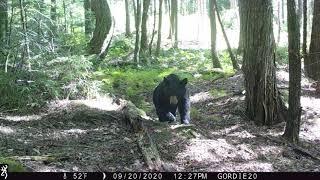 White Mountain National Forest Trail Cam Videos