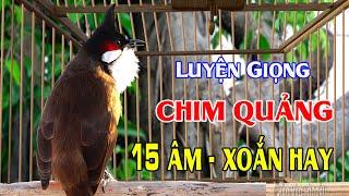 Luyện Chào Mào Má Trắng Học ÂM  XOẮN 13-14-15.Chào Mào Hót.Chào Mào Hót Đấu Kích Bổi, songkon 03