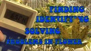 Finding Identifying and Solving Flower Problems.