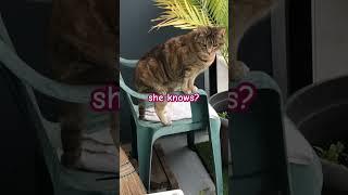 My cat is one paw away… 