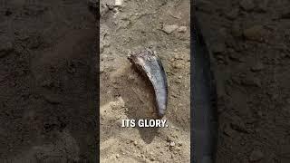 Unearthing a T-rex tooth!   -   duranosaur