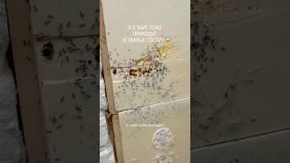 Как избавиться от муравьев Порошок от муравьев WB арт #413324766 #wildberries #обзор #shorts #wb