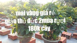 het hang/mai vang gia re dt 0338646279 mai giao thu duc choi hoa tet