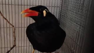 PALAWAN TALKING MYNAH