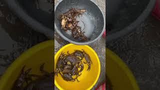 Crabs  for sell on indian street market. #crab #crabbing #shorts #seafood #indianseafood