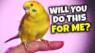 5 Things Your Birds WANTS You to Do Every Day