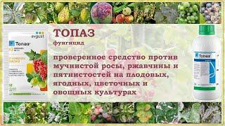 Топаз фунгицид - проверенное средство против болезней ягодных, плодовых, цветочных и овощных культур