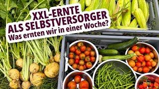 XXL-Ernte im Selbstversorgergarten - Was ernten wir in 7 Tagen?