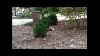 Squirrel Plays with Newspaper