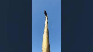 Brachiosaurus  The Towering Titan of the Late Jurassic Era #shorts #brachiosaurus #dino #dinosaur