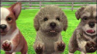 The First Few Hours of Nintendogs+Cats Toy Poodle Version, 3DS Capture, No Commentary