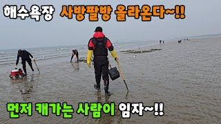 해수욕장 사방팔방 올라온다 ~!! 먼저 캐가는 사람이 임자~!!