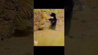 Mother Bear Fights Tiger to Save Her Cub in Dramatic Video  #viral #tiger #bear #animals