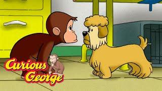 George Goes to a Dog Show  Curious George  Kids Cartoon  Kids Movies