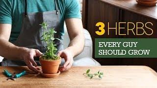 The 3 Herbs Every Man Should Grow on His Windowsill