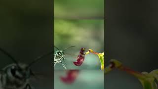 Orchid beats off the guys from the female wasp