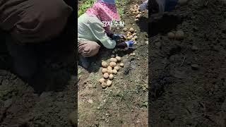 #감자 #감자철 #감자수확 #햇감자 #감자캐기 #감자밭  #구황작물