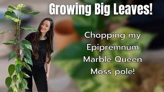 Let's chop my BIG Epipremnum Marble Queen Moss Pole! | Growing Big Leaves!