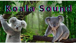 Koala sound | Koala sound effect | Koala sound scream