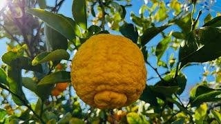 Hybrid Orange/Lemon Relaxing Music  #hybridorangelemon #hybridtree #relaxingmusic