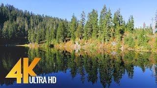 4K Fascinating Forest Lake - Autumn Forest - Relaxing Nature Video